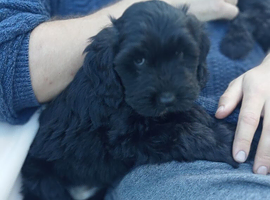 2 cockerpoo cuties