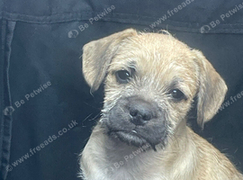 French bulldog X toy poodle