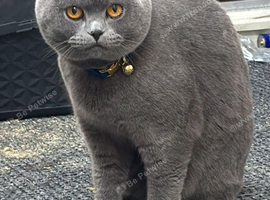 British shorthair 2 yr
