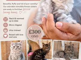 READY TO LEAVE - CHINCHILLA PERSIAN KITTENS