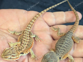Baby bearded dragons for sale in southeast London SE7
