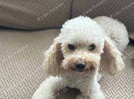 Miniature poodle for sale