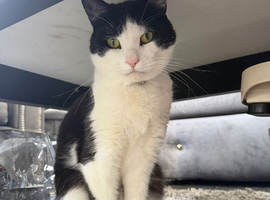 Friendly cat