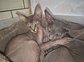2 adult sphynx cats