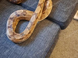 Skittles 7 years old