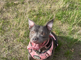 8yr old female Staffordshire bull terrier