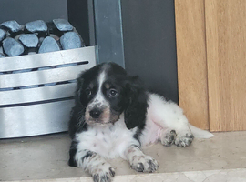 Cocker spaniel pup