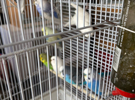 Budgies for sale