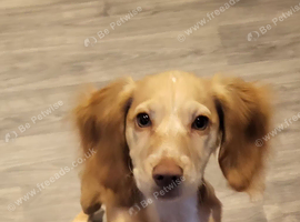 4month old female Cocker Spaniel