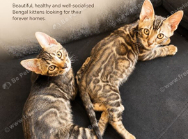 Tica Bengal kittens
