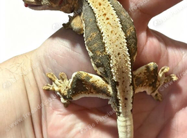 Male crested gecko