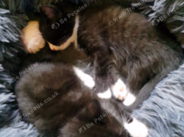 Kittens for sale