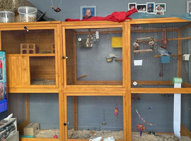 aviary bird indoor outdoor cadge