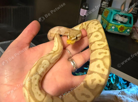 Beautiful banana vanilla python