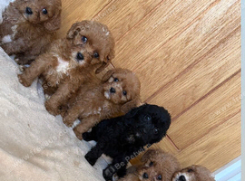 F1 cavapoo