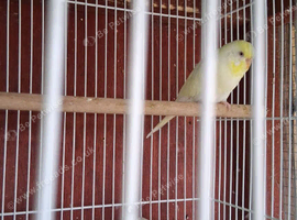 Budgies