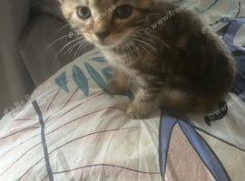 Adorable Mixed-Breed Kittens - Boys & Girls Available!