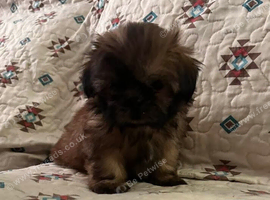 Shih tzu puppie female