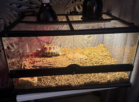 Horsfield tortoise