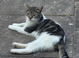 Beautiful 2 year old Tabby
