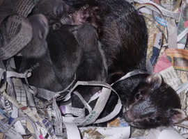 Unique coloured kits - Black self mum/Semi Angora silver hob