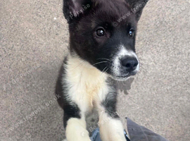 3 month old female Akita puppy