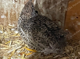 Pair japenese quail