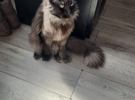 Main coon