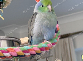 Beautiful Tame Male Parrotlet