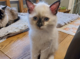 Ragdoll Kitten for sale