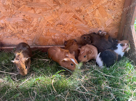 Baby guinea pigs