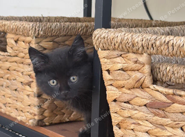 Beautiful 12 Week Old Kittens Looking for Loving Homes