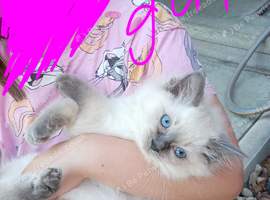 2 pure breed Ragdoll kittens