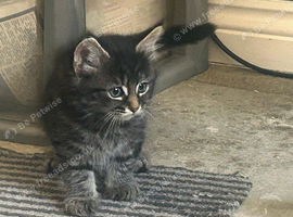 Cute n cuddly kittens for sale