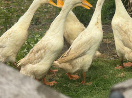 6 female Indian runner ducks