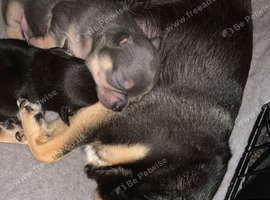 Cute Chihuahua Puppies Looking for Their Future Homes
