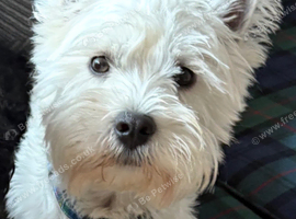 West highland terrier STUD