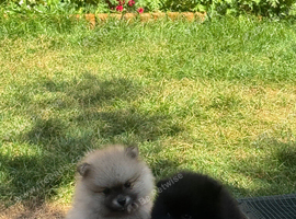 Beautiful Pomeranian pups