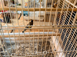 Pair of goldfinches 2026