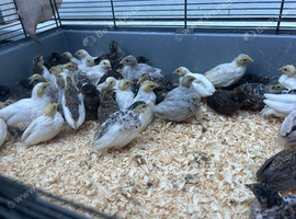 Chinese painted quail