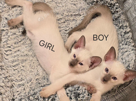 Modern siamese female and male kittens