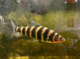 Large fish for sale