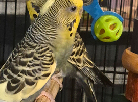 Rainbow budgies