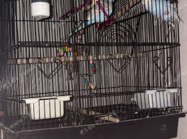 Budgies and cage with accessories