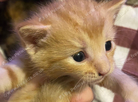 Mixed litter of kittens available from 11.08 - 18.08