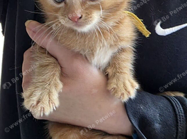 Ginger kittens