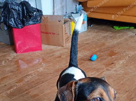 Superdog jack russel