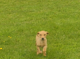 KC FULLY VACCINATED MALE PUPPY