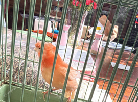wanted cock bird