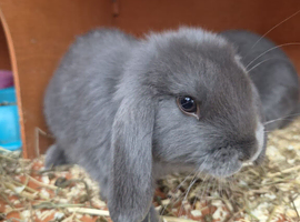 Gorgeous Pure Bred Mini Lop Rabbits